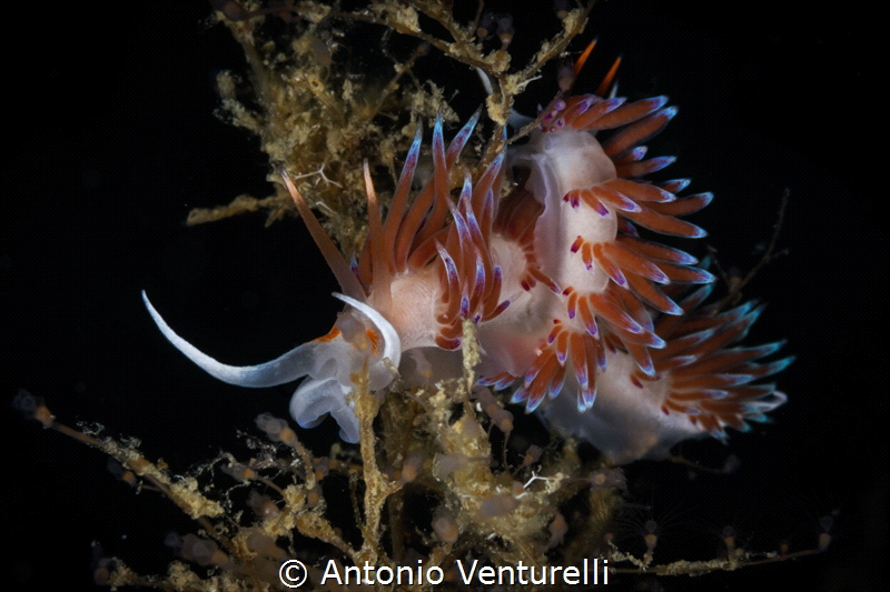 Pair of Cratena peregrina nudibranchs_August 2024
(Canon... by Antonio Venturelli 