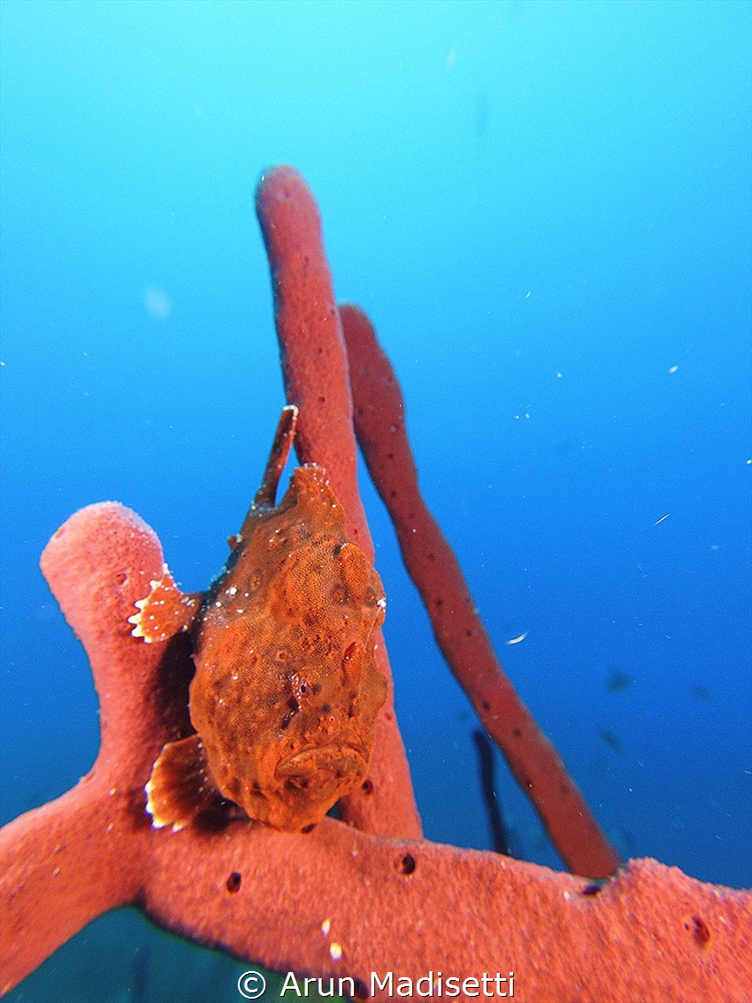 Ocellated Frogfish being invisible by Arun Madisetti 