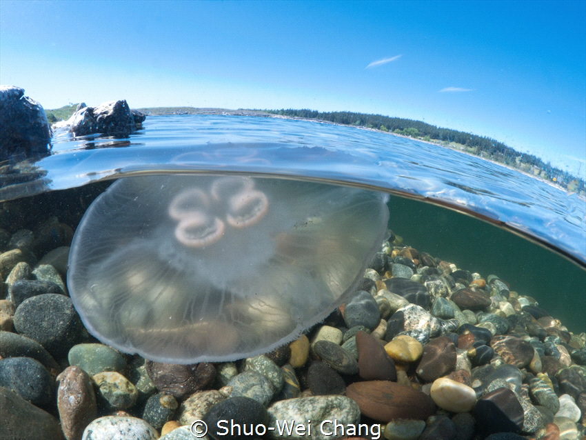 Moon Jelly by Shuo-Wei Chang 