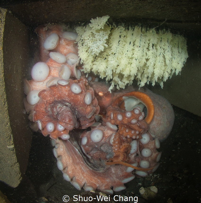 Giant Pacific Octopus on eggs by Shuo-Wei Chang 