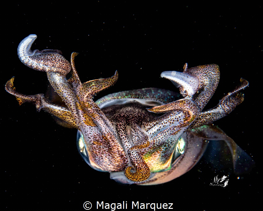 Squid 
Bonfire diving by Magali Marquez 