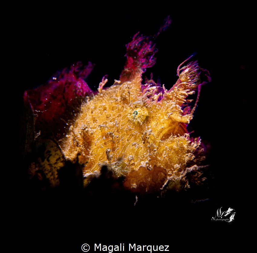 Frogfish 
Retrapro, Retra LSD, kraken video light by Magali Marquez 