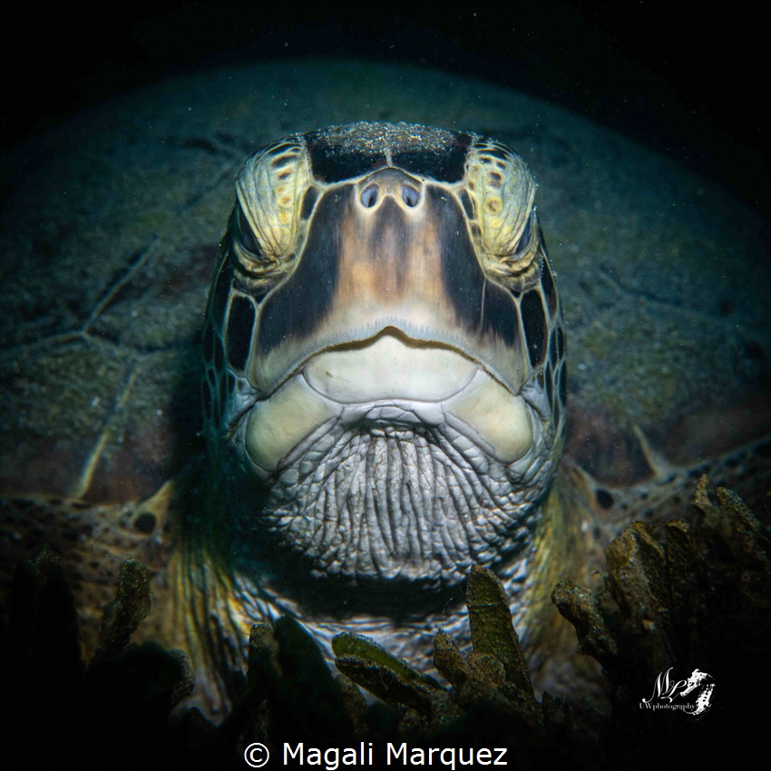 Portrait turtle 
NikonD850, Nikkor 60mm. Aquatica housin... by Magali Marquez 