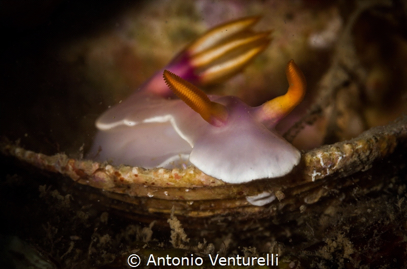 Hypselodoris bullokii nudibranch_March 2024
(Canon EF100... by Antonio Venturelli 