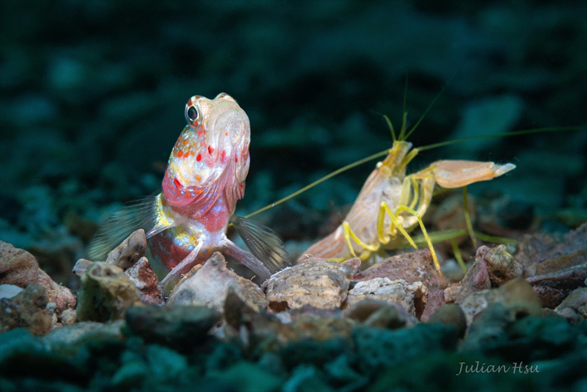 Goby & Pistol Shrimp by Julian Hsu 