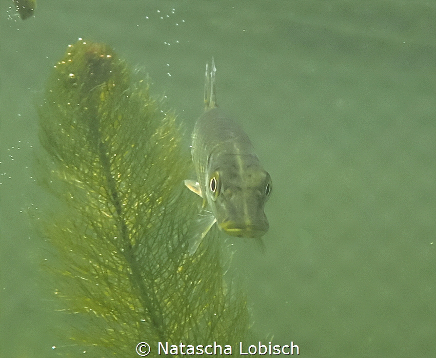 Heider Bergsee Brühl near Cologne. Baby Pike by Natascha Lobisch 