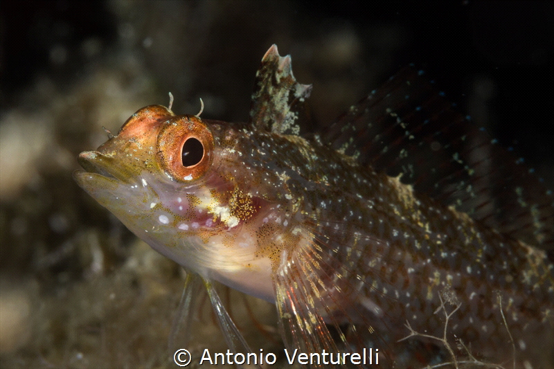 Trypterigion delaisi_august 2024
( CanonEF100, 1/200,f16... by Antonio Venturelli 