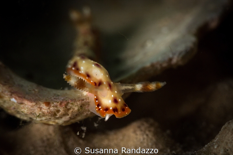 Hypselodoris maculosa_April 2024
(CanonEF60,1/200,f13,is... by Susanna Randazzo 