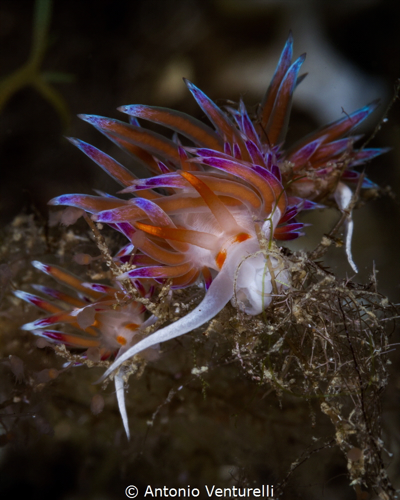 Cratena nudibranchs _August 2024
(Canon EF100, 1/200,f/2... by Antonio Venturelli 