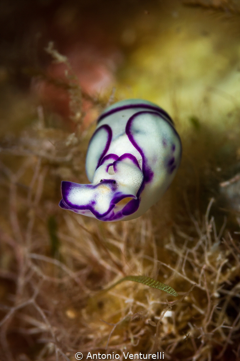 Lamprohaminoea ovalis, a very small mollusc ( not a nudib... by Antonio Venturelli 