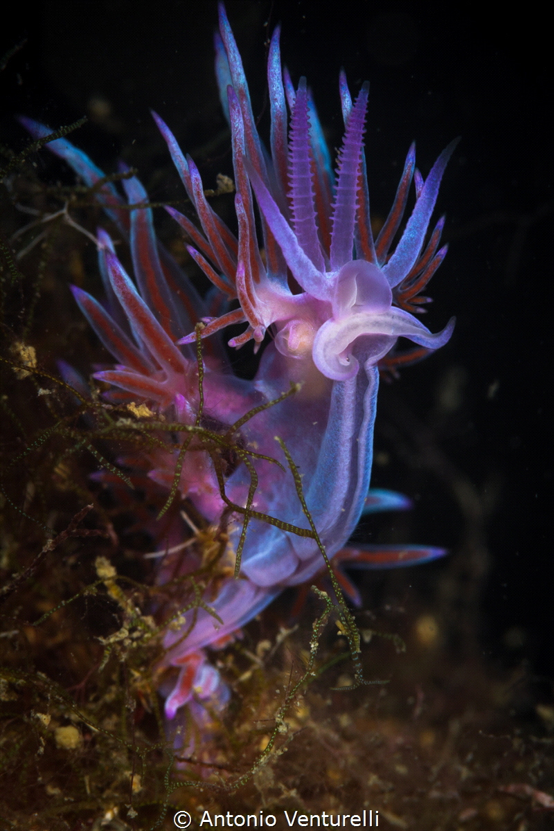 Flabellina standing_Oct 2023
(CanonEF100, 1/250,f14,iso100) by Antonio Venturelli 