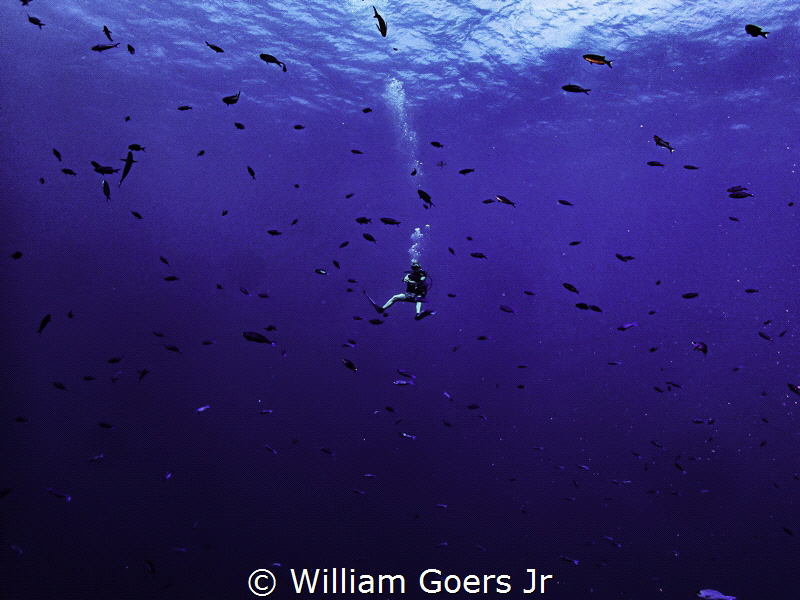 Divemaster watching his group on the wall by William Goers Jr 