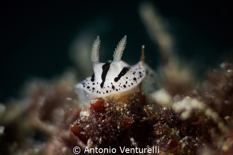 Phyllidiopsis xishaensis nudibranch. I used macro lens Ca... by Antonio Venturelli 