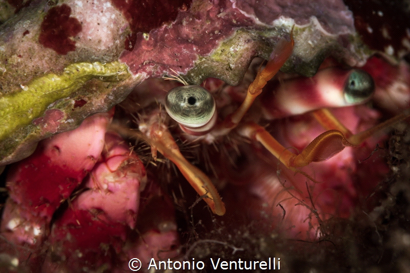 We often don't see them, but a thousand eyes watch us whi... by Antonio Venturelli 