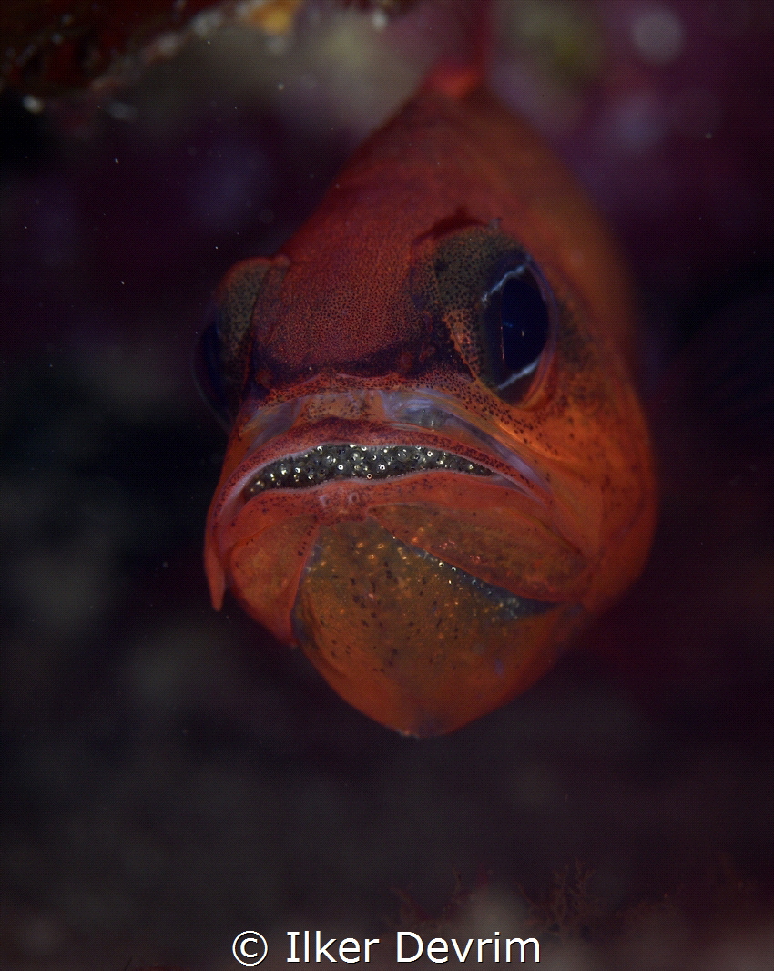 The Mediterranean Cardinal fish carrying his eggs on his ... by Ilker Devrim 