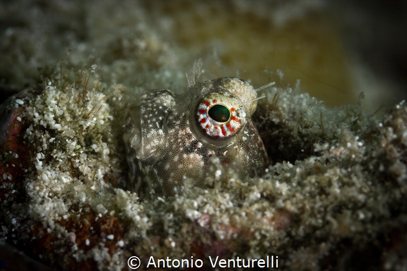 Gobi portrait_Andamans_April 2024
(CanonEF100,1/200,f11,... by Antonio Venturelli 