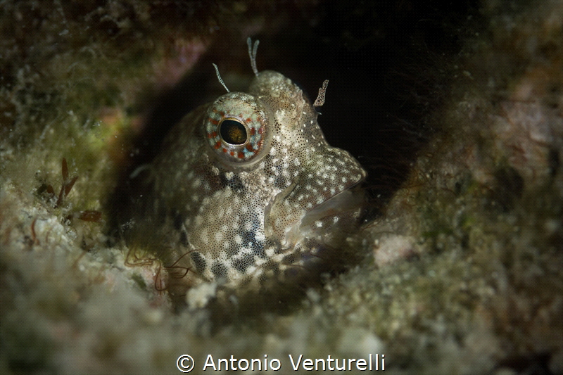 Blenny fish_April 2024
( CanonEF100,1/250,f8,iso100) by Antonio Venturelli 