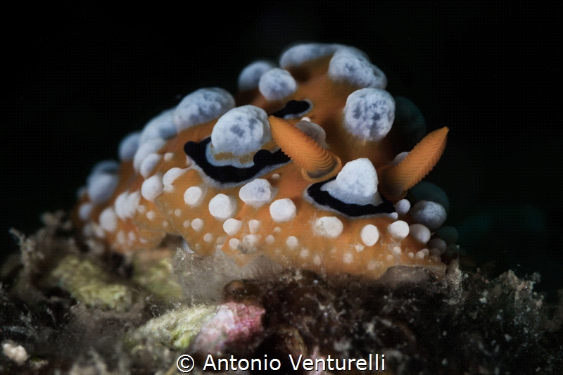 Phyllidia ocellata nudibranch_March 2024
(CanonEF100,1/2... by Antonio Venturelli 