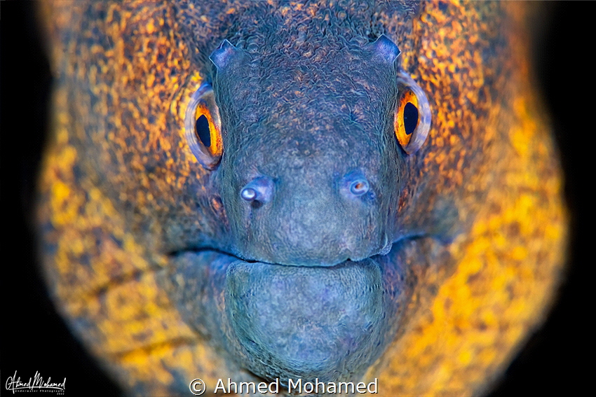 Moray ELL by Ahmed Mohamed 