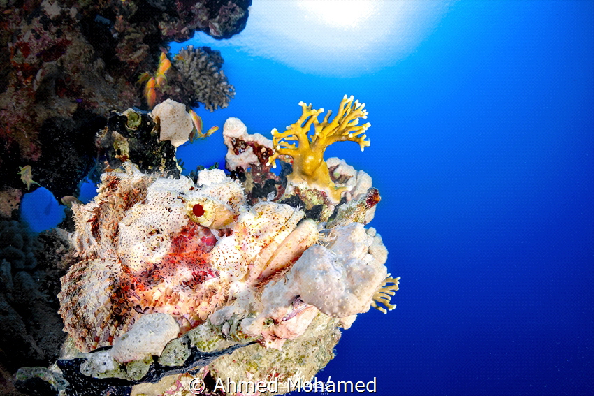 Scorpion Fish by Ahmed Mohamed 