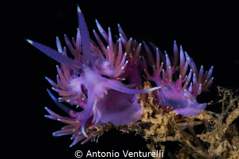 Flabellina ischitana_July 2024
(CanonEF100, 1/200,f18,is... by Antonio Venturelli 