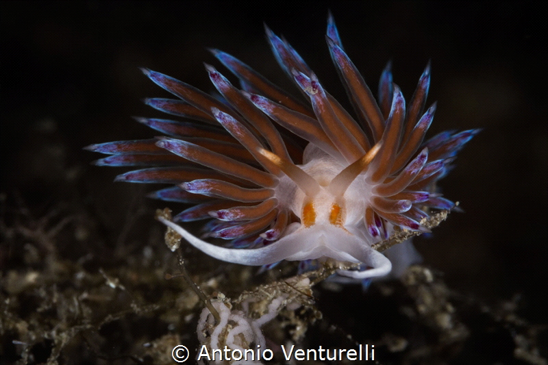 Cratena peregrina_July2024
(CanonEF100, 1/200,f20,iso 100) by Antonio Venturelli 