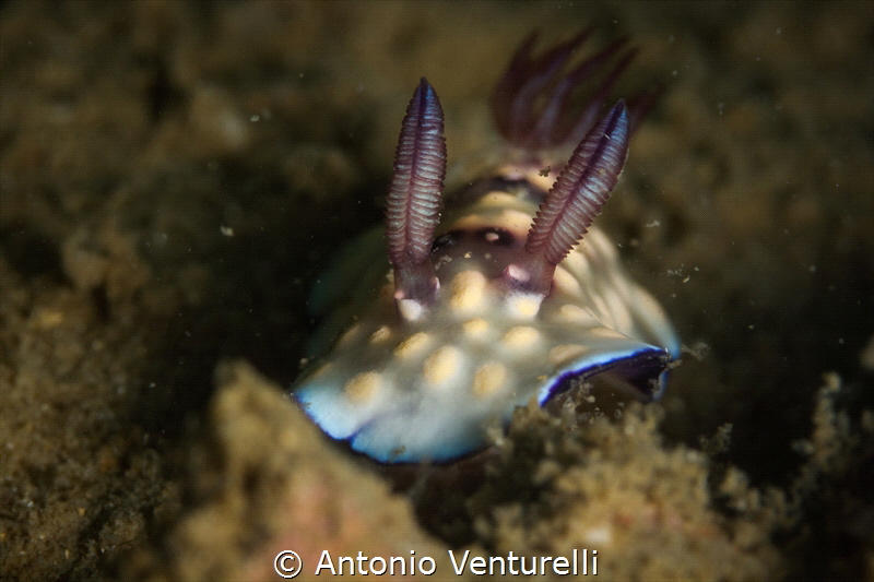 Goniobranchus hintuanensis.The difficulty is to stay lowe... by Antonio Venturelli 