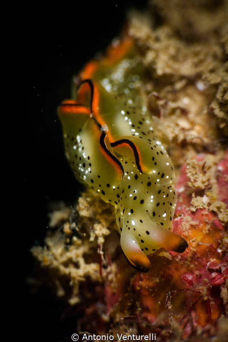 Elysia ornata nudibranch_ Dec 2023
( CanonEF100, 1/200,f... by Antonio Venturelli 