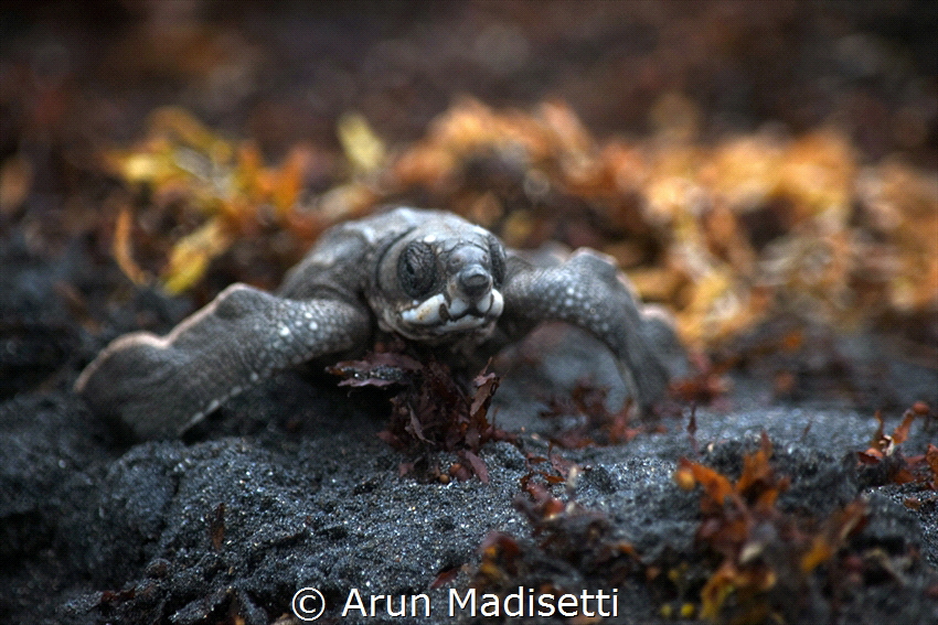 Baby Leatherback turtle making its way to the sea. by Arun Madisetti 