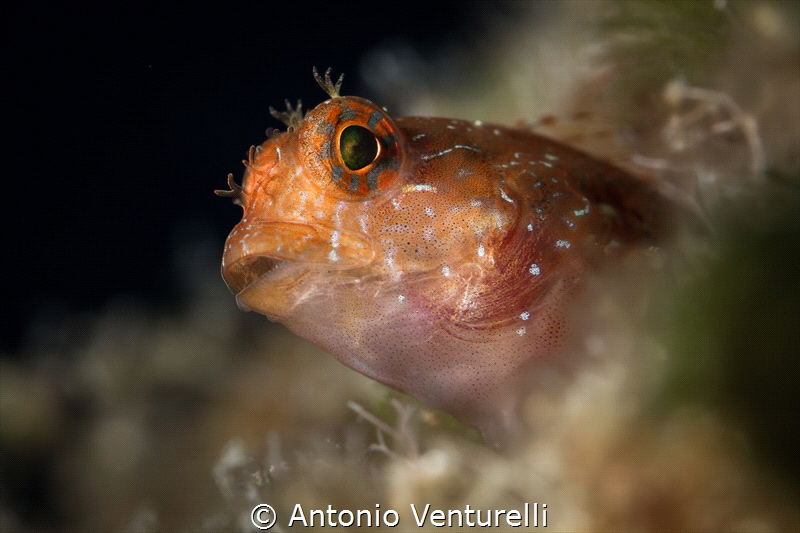 Bavosa cervina ( Parablennius incognitus)_Oct 2023
(Cano... by Antonio Venturelli 