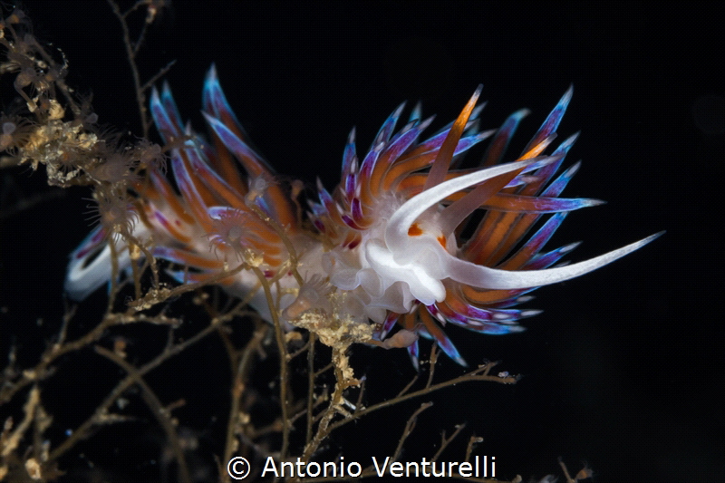 Cratena peregrina is always a great subject of macro in t... by Antonio Venturelli 