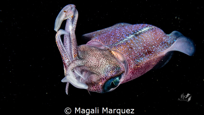 Caribbean Squid 
Bonfire dive Aguadilla Puerto Rico. by Magali Marquez 