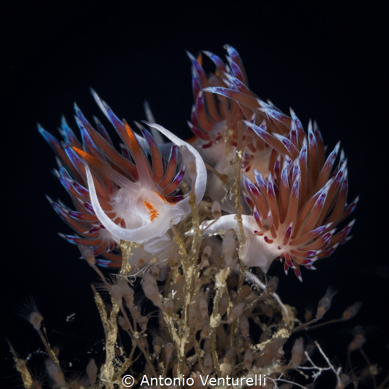 Pair of Cratena nudibranchs spotted at " La Formica" dive... by Antonio Venturelli 