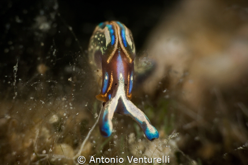 Thuridilla hopei. Often mistaken for a nudibranch, it is ... by Antonio Venturelli 