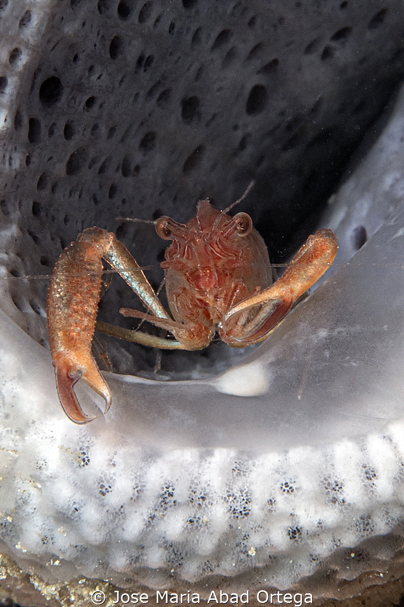 Commensal Sponge Shrimp 
Thaumastocaris streptopus by Jose Maria Abad Ortega 