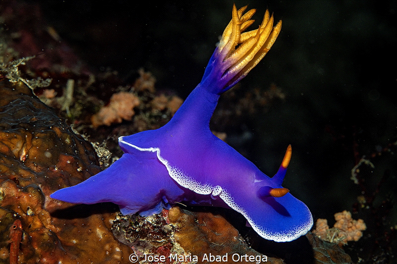 Hypselodoris apolegma by Jose Maria Abad Ortega 