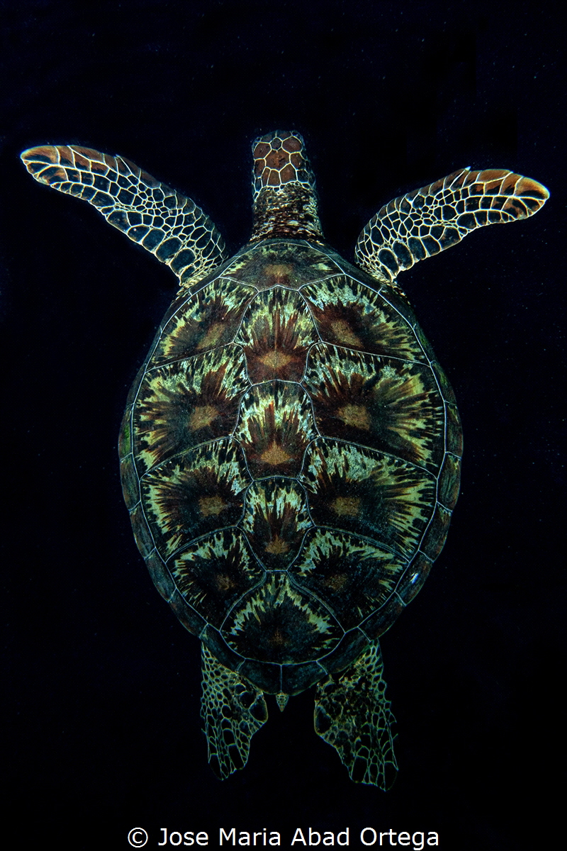 Turtle on dark by Jose Maria Abad Ortega 