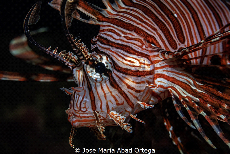 Lion fish portrait by Jose Maria Abad Ortega 