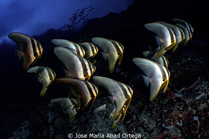 Bat fishes group by Jose Maria Abad Ortega 