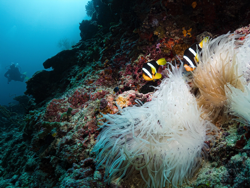 bleaching by Marc Van Den Broeck 