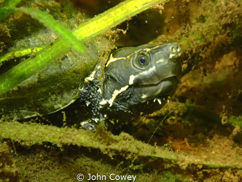 Found this turtle in marmora ontario by John Cowey 