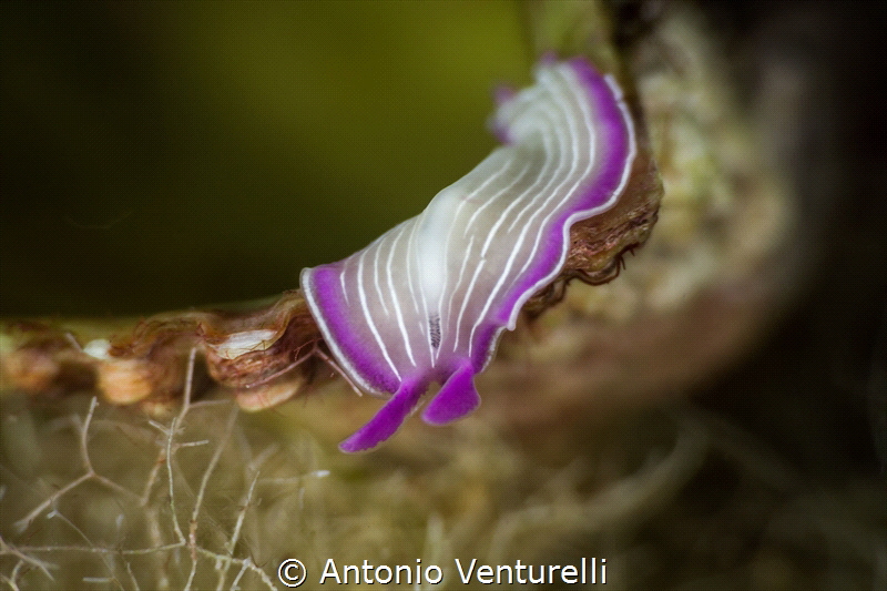 Prostheceraeus Giesbrechtii_October 2024
(CanonEF100,1/2... by Antonio Venturelli 