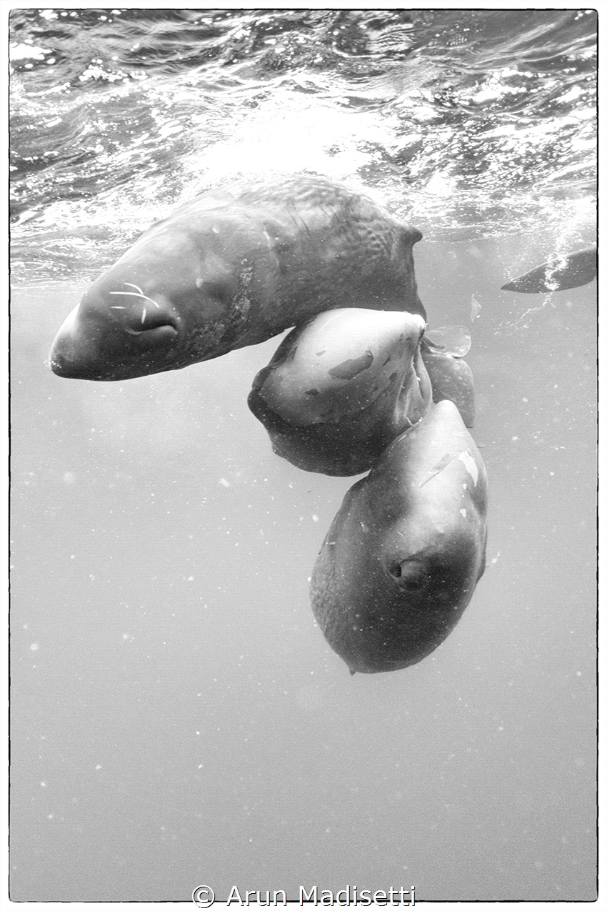 Sperm Whales are incredibly social entities, very tactile... by Arun Madisetti 