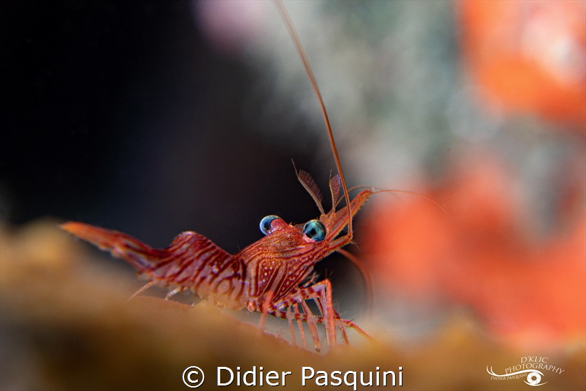 CREVETTE DE DURBAN - Rhynchocinetes durbanensis by Didier Pasquini 