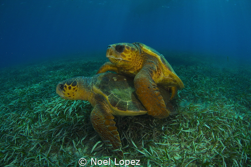 Gardens of the queen, Cuba,national marine park,, by Noel Lopez 