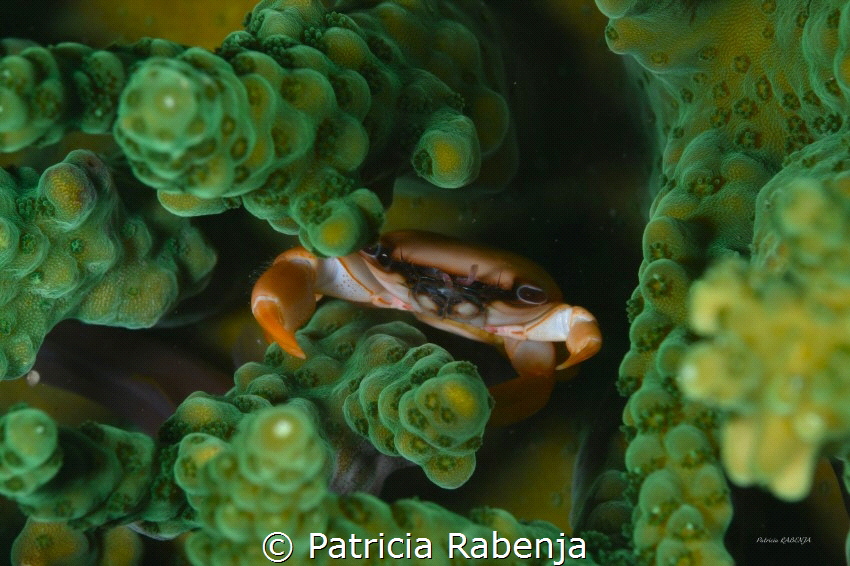 tiny crab that lives at the bottom of a coral by Patricia Rabenja 