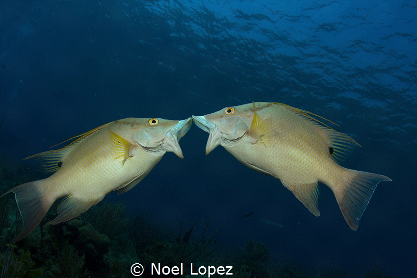 Hog fish kissing,gardens of the queen, cuba by Noel Lopez 