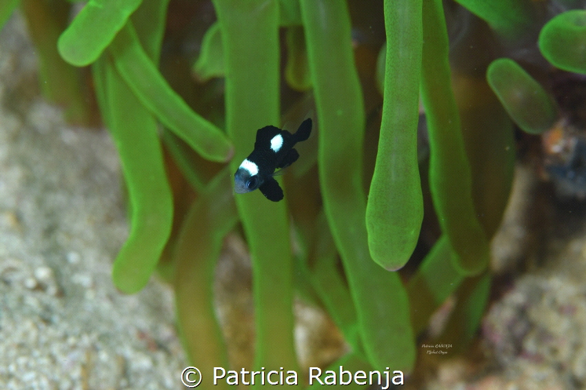 taken in Oman by Patricia Rabenja 