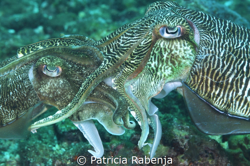 Cuttlefish love parade by Patricia Rabenja 