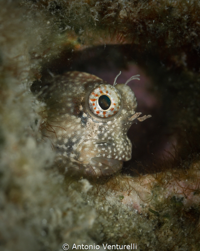 Blenny fish_Andamans_April 2024
(CanonEF100,1/250,f8,iso... by Antonio Venturelli 